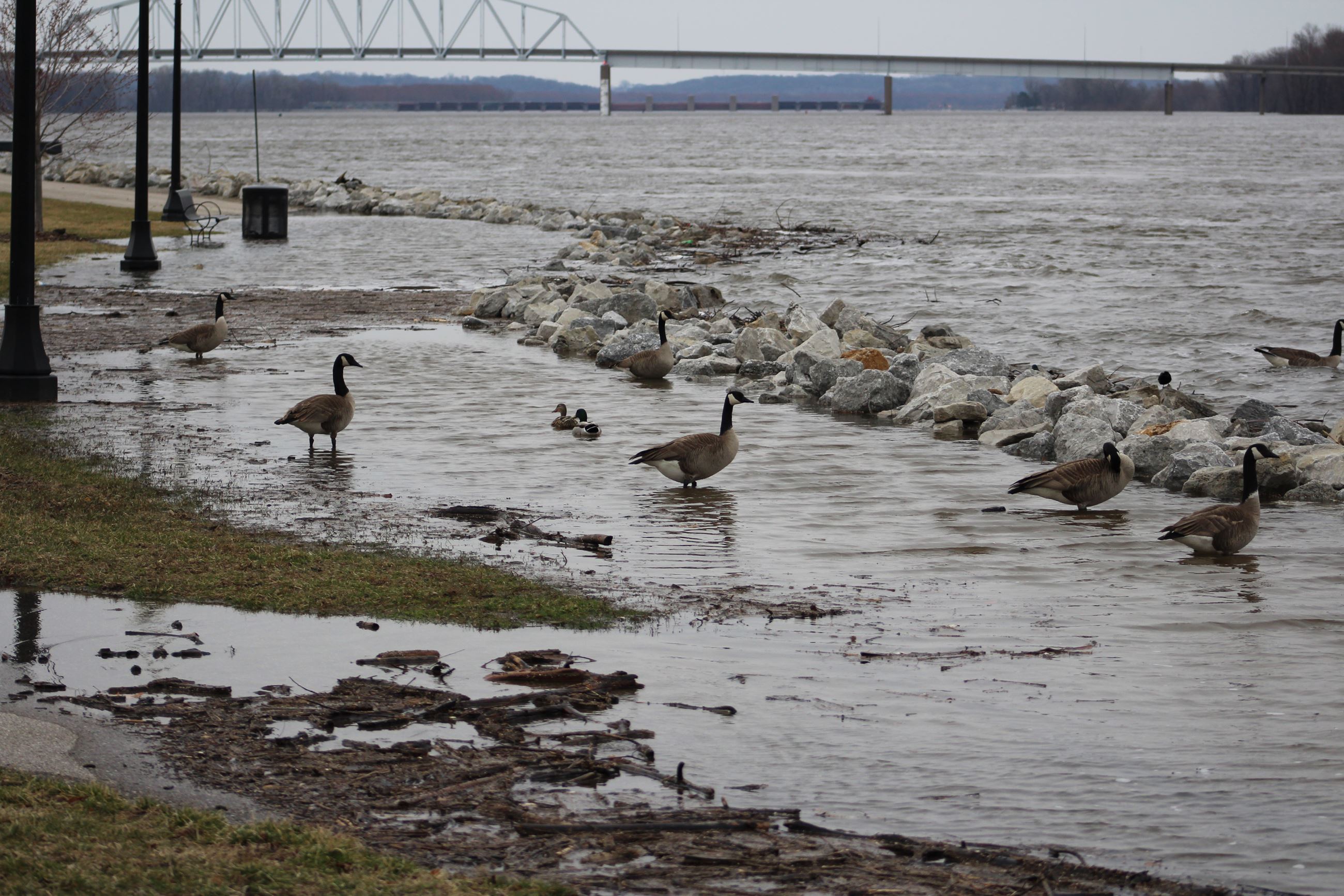 040419 Riverside Park trail B  level 20.71 feet
