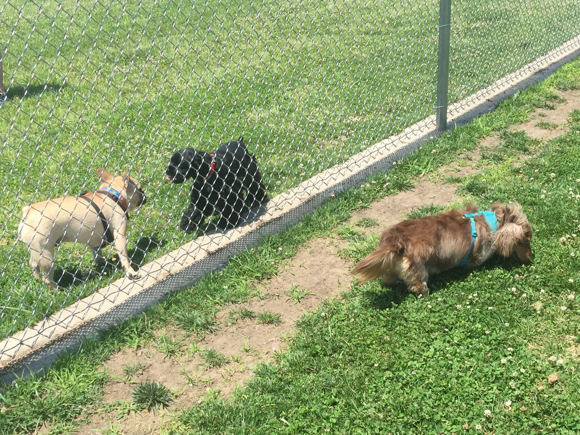 Muscatine Dog Park (JPG)