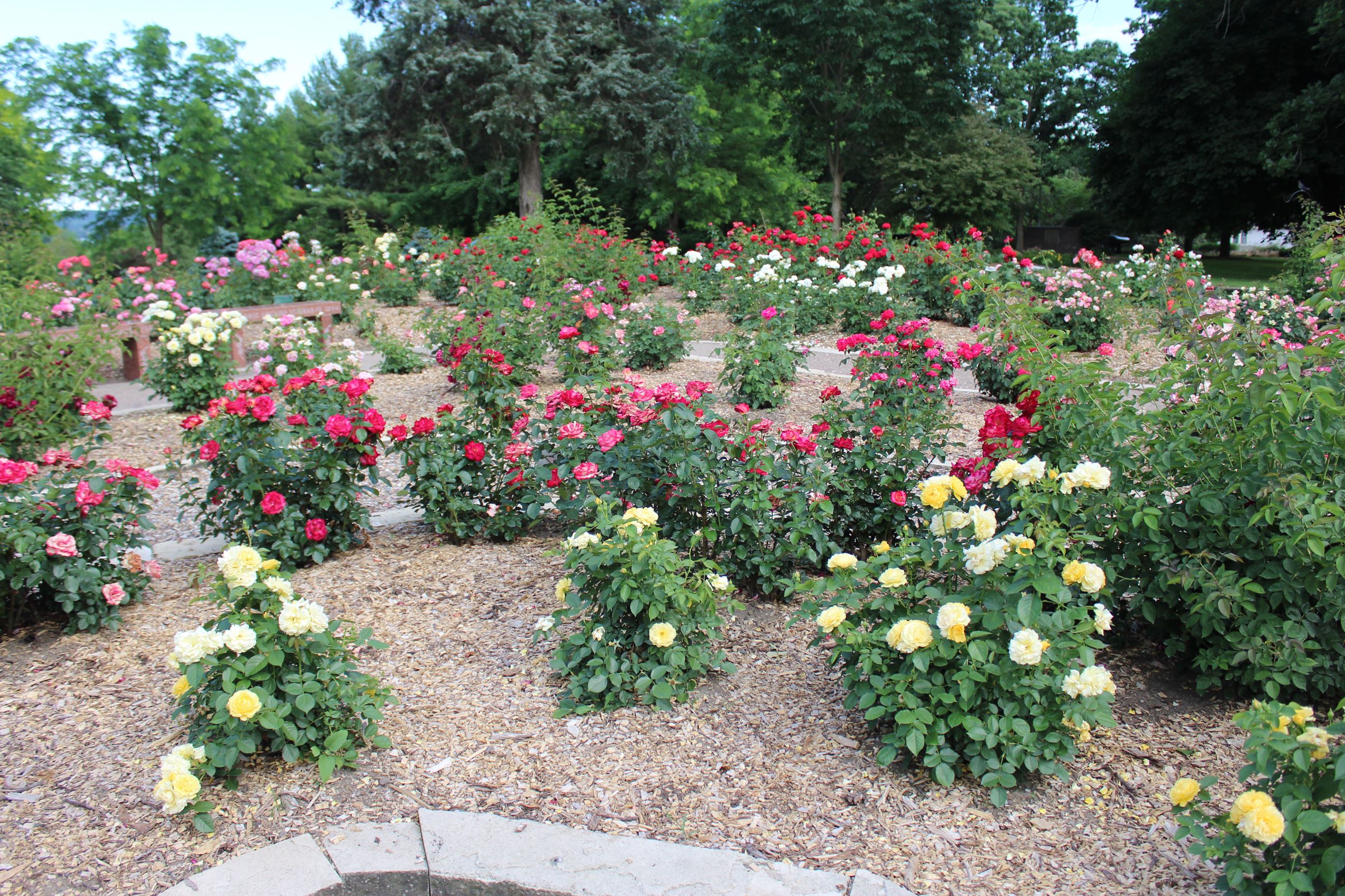 061820 Weed Park Rose Garden 002 (JPG)