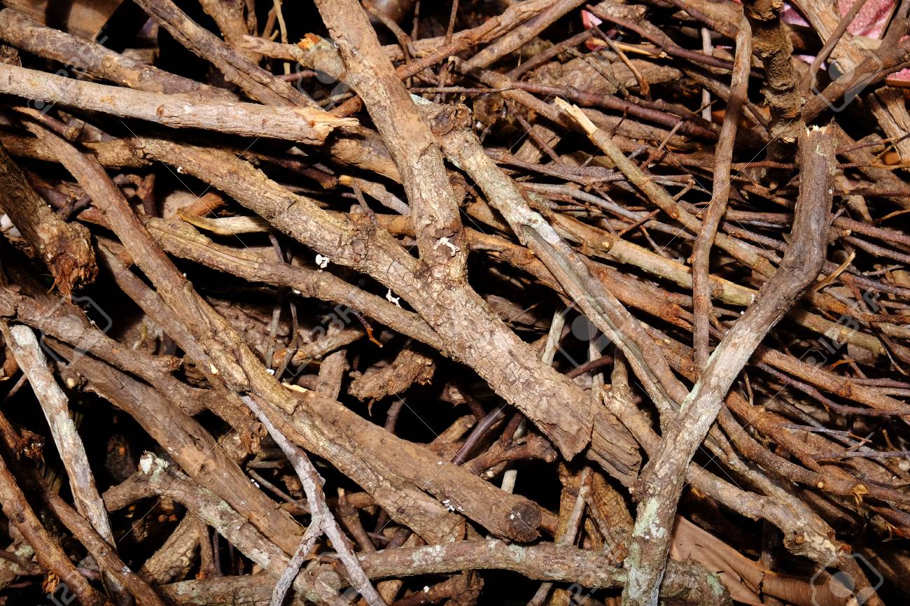 Pile of tree branches (JPG)