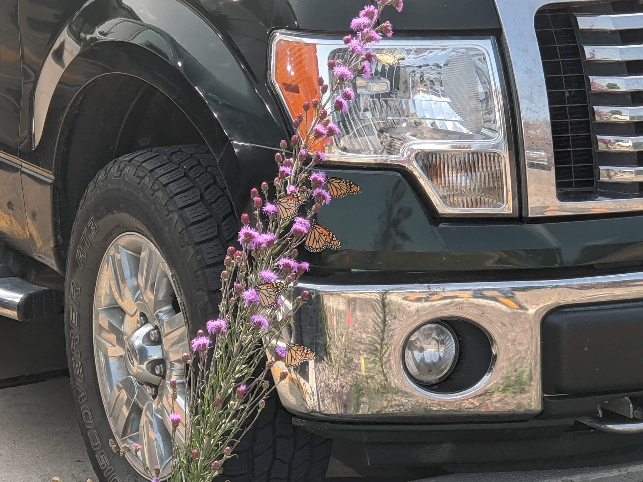 042021 City Hall BIocell Plants 003 (JPG)