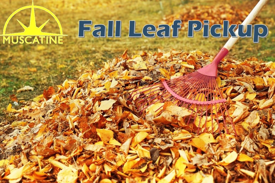 Fall Leaf Collection (JPG)