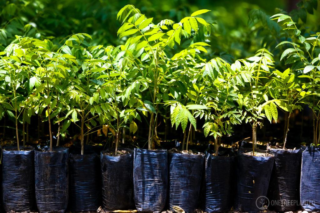 Vision Center to donate trees to community (JPG)