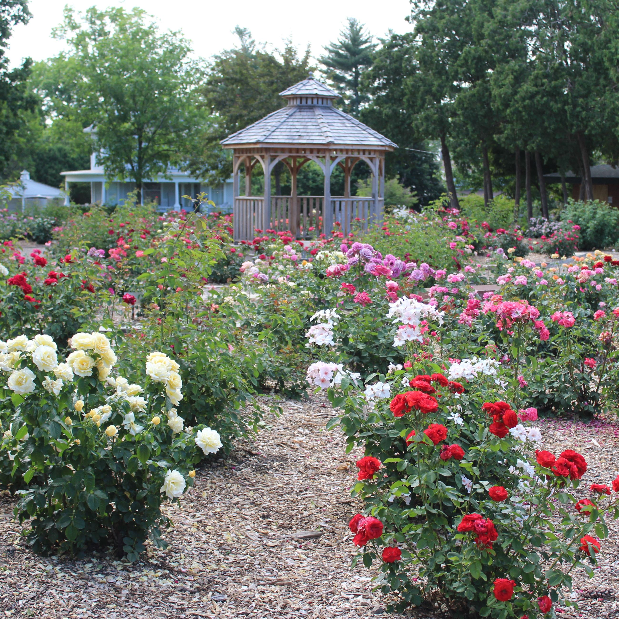 061820 Weed Park Rose Garden 001 square