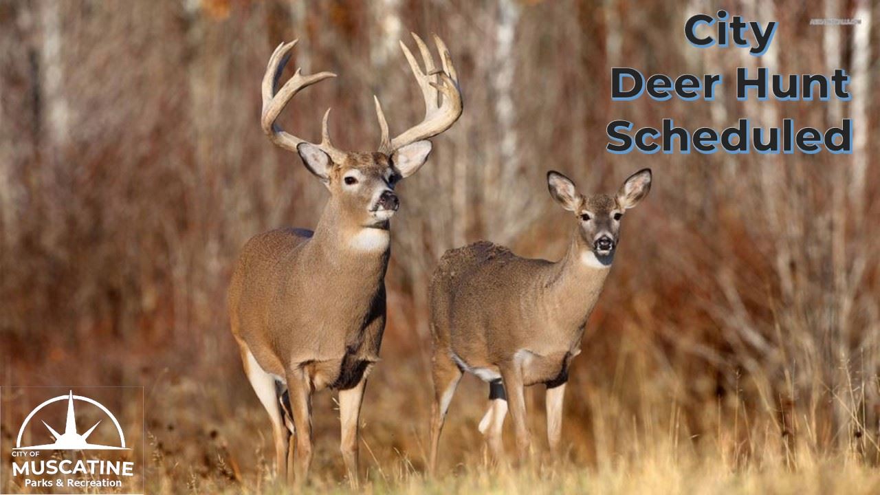 City Deer Hunt Scheduled 002
