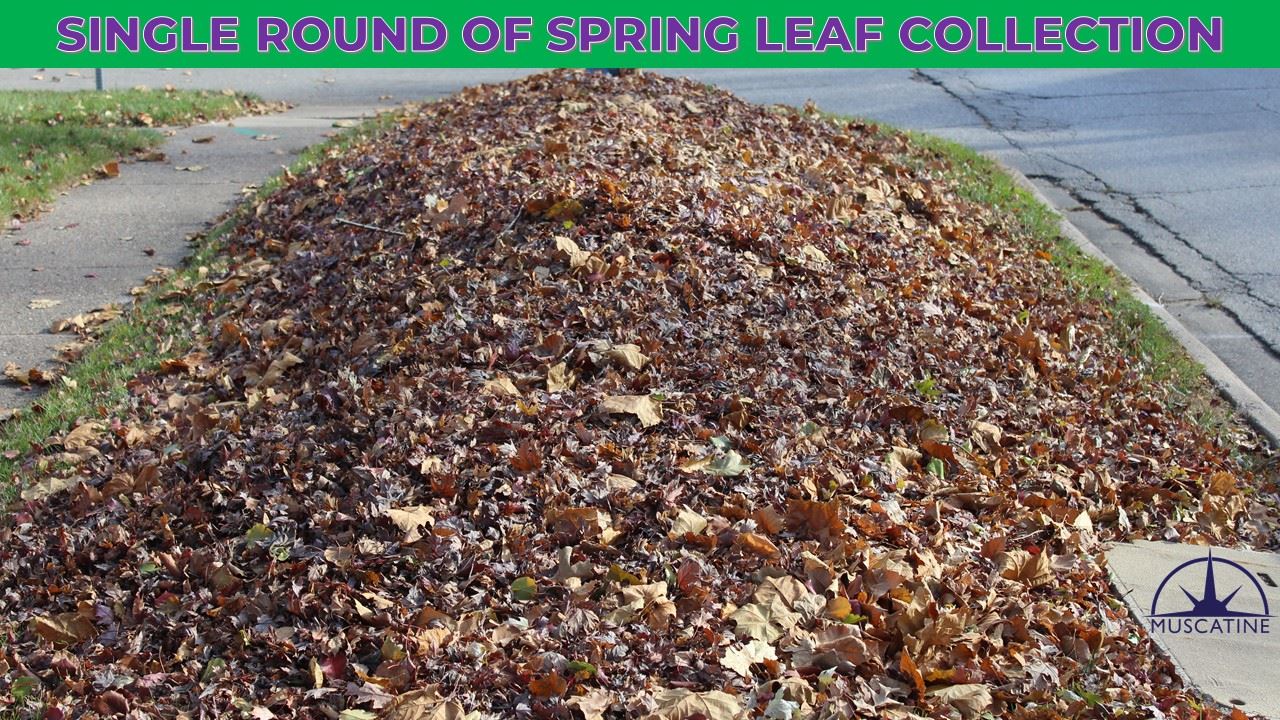 Single Round of Spring Leaf Collection Promo showing pile of leaves (JPG)