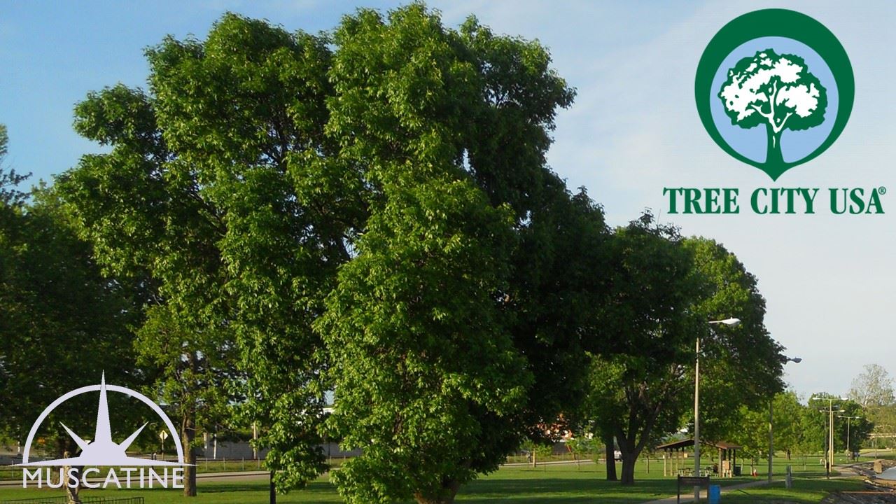 Tree City USA - Muscatine (JPG)