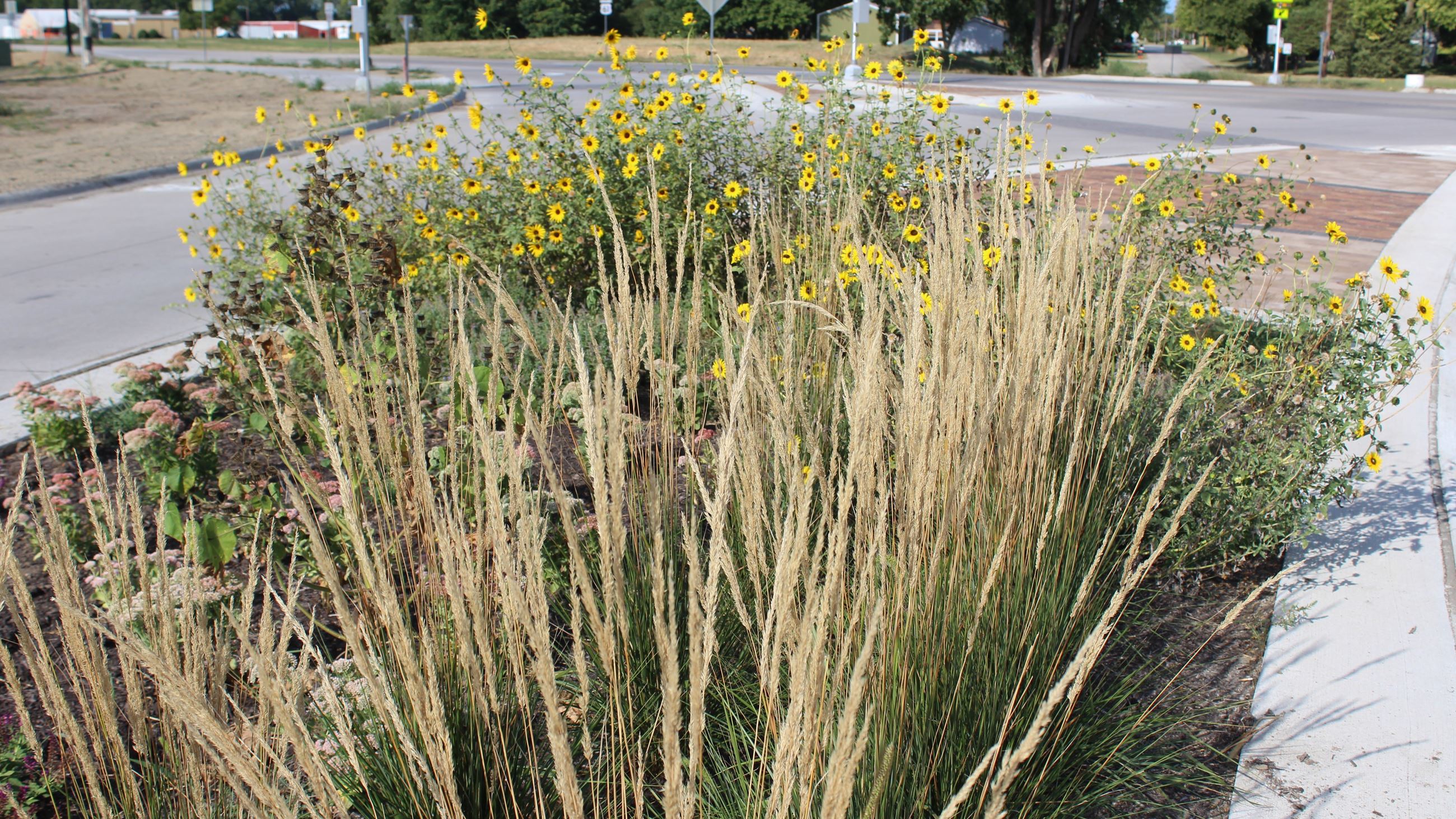 Grandview Avenue 001- Houser Median Plant Bed (JPG) September 8, 2023